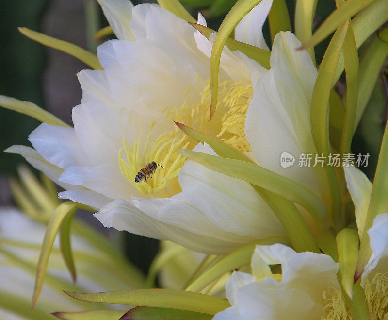 龙果花，龙果园，火龙果果园，天江省