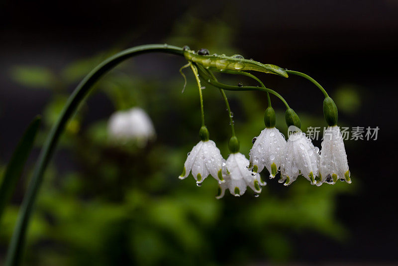 雪白盛开的雪花花