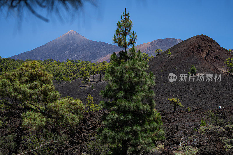 泰德火山位于加那利群岛特内里费岛的树木之间