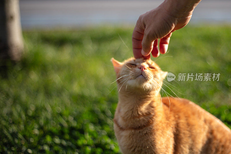 男性的手抚摸着猫的鼻子。