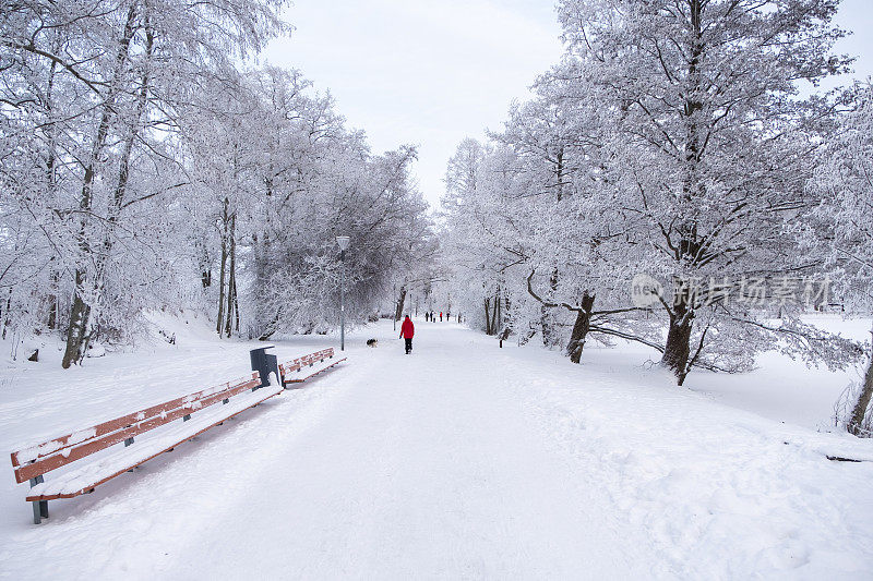 冬天的风景。公园里的树木被霜冻覆盖，步道被雪覆盖。一群人在散步。