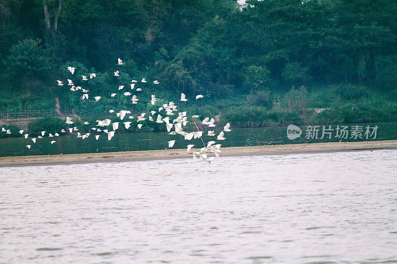 日落时分，许多泰国鹤在洛依省的湄公河上飞翔