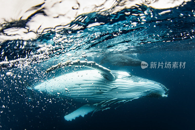 母座头鲸和幼鲸在海面附近游动的特写
