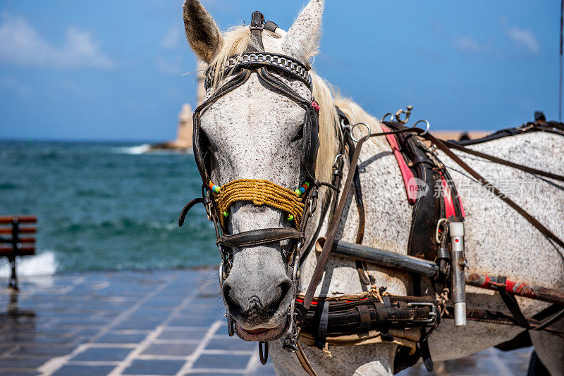 在希腊城市哈尼亚的港口为游客画的马的画像