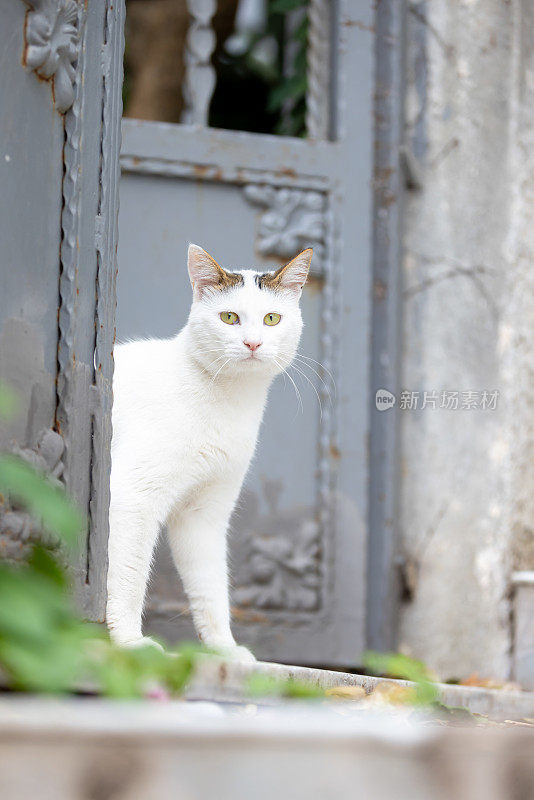 白色的流浪猫。