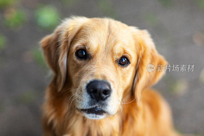 金毛猎犬宠物的肖像与温暖的午后光线。