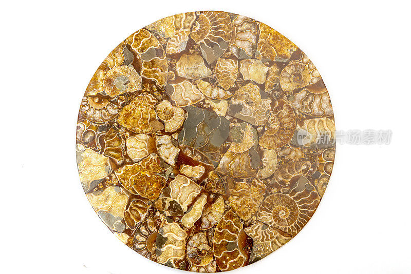 菊石盘状化石