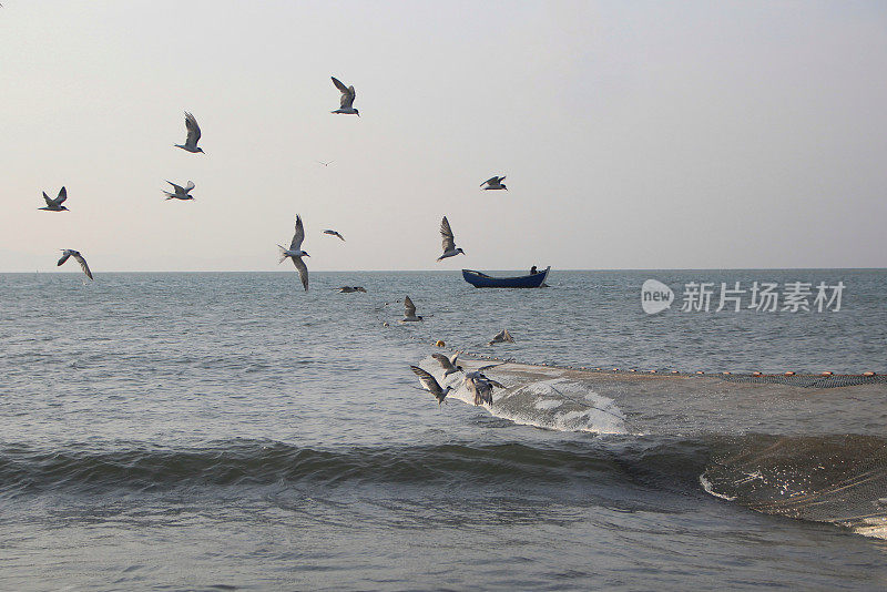 海鸥在波涛的怒吼中低飞