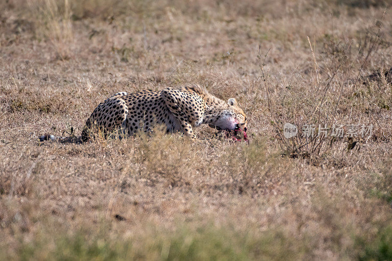 进食时间——坦桑尼亚，黎明时分，塞伦盖蒂平原上，一只猎豹刚刚抓到了一只野兔，正在进食