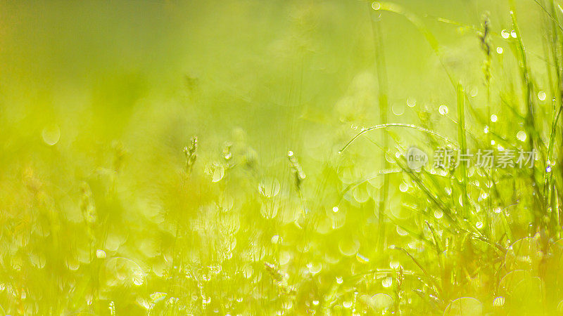 春天的草地。绿草微距摄影。自然背景。可持续性。