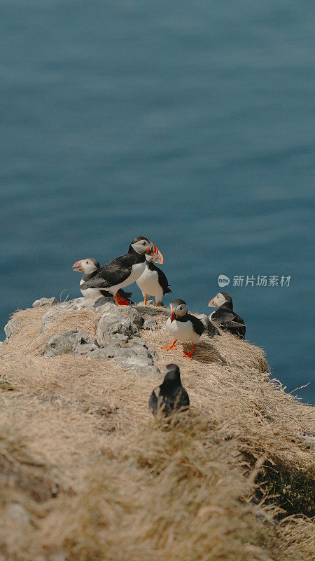 海雀群中的海雀