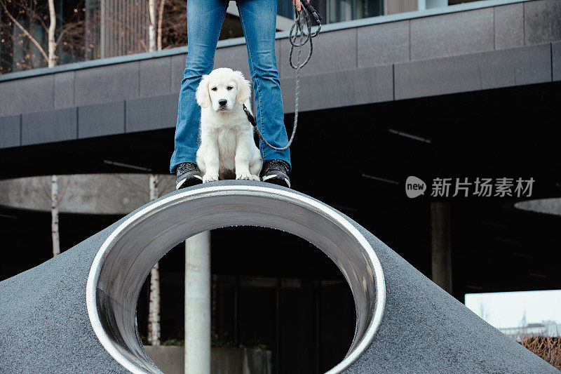 拴着皮带的金毛猎犬和女孩主人一起在城市户外。