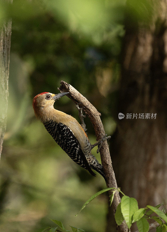 雄性红冠啄木鸟，多巴哥