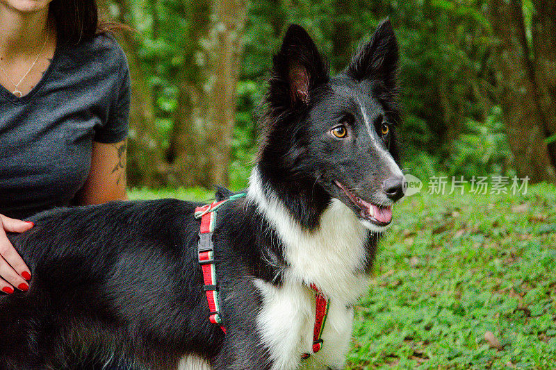 街上的边境牧羊犬