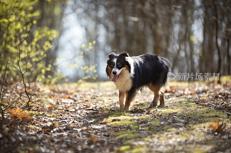 澳大利亚牧羊犬在阳光明媚的森林道路上