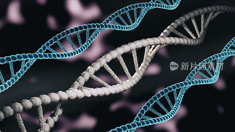 DNA的螺旋结构:详细观察双螺旋结构及其主要组成部分