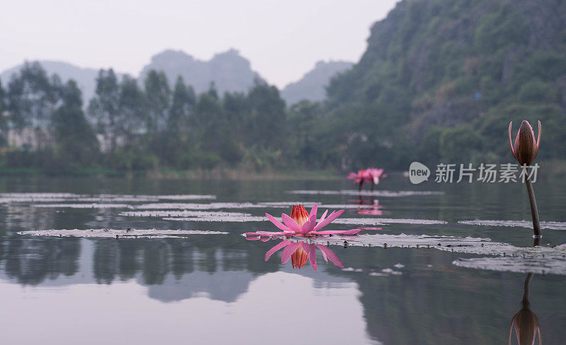 荷花或睡莲飘飘，色调越南