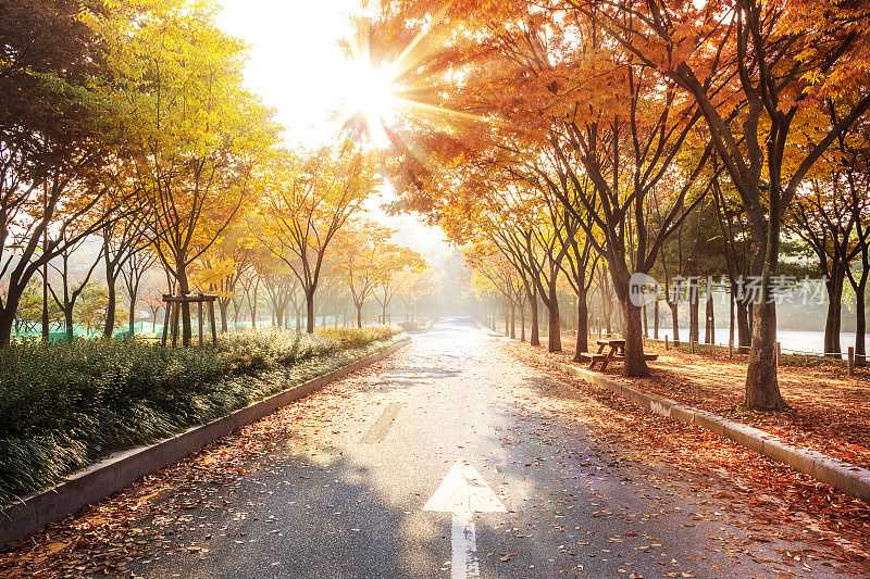 仁川大公园，秋天，清晨，绿树成荫的道路