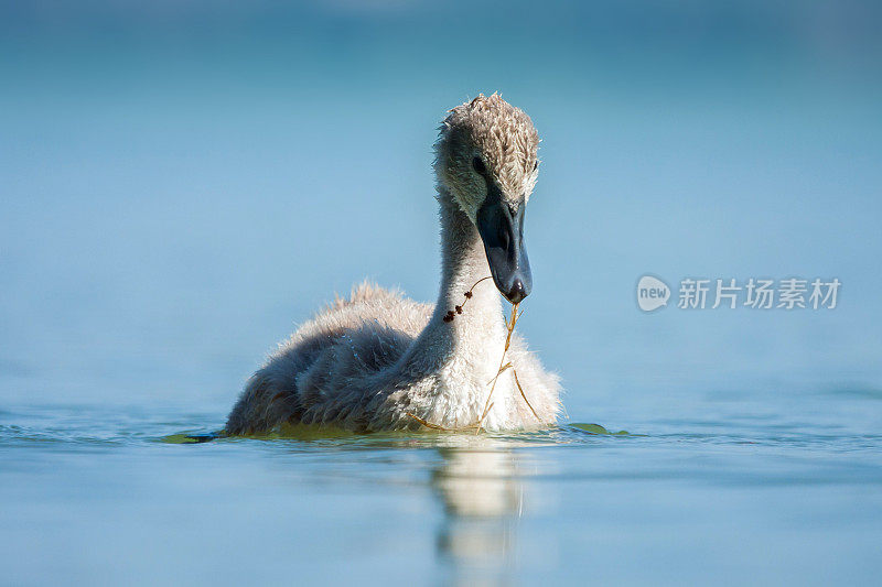 小天鹅-天鹅宝宝在蓝色的湖。