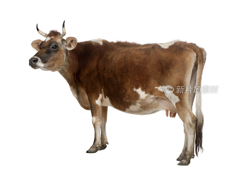 一头棕色泽西奶牛(10岁)的侧视图