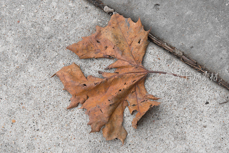 地上的一片老叶子