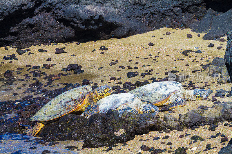 火山海滩上的海龟