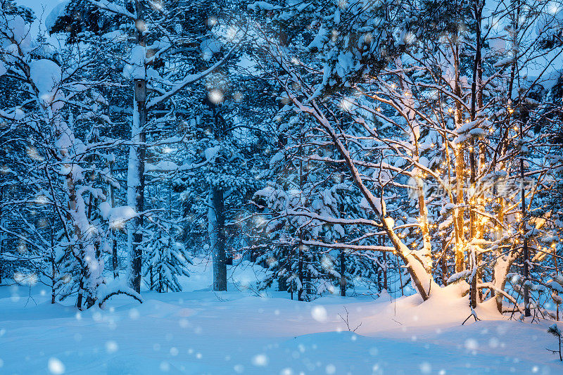 圣诞树与花环灯和雪在冬天的森林
