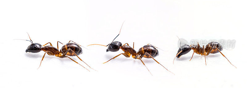 三只蚂蚁在白色的背景上