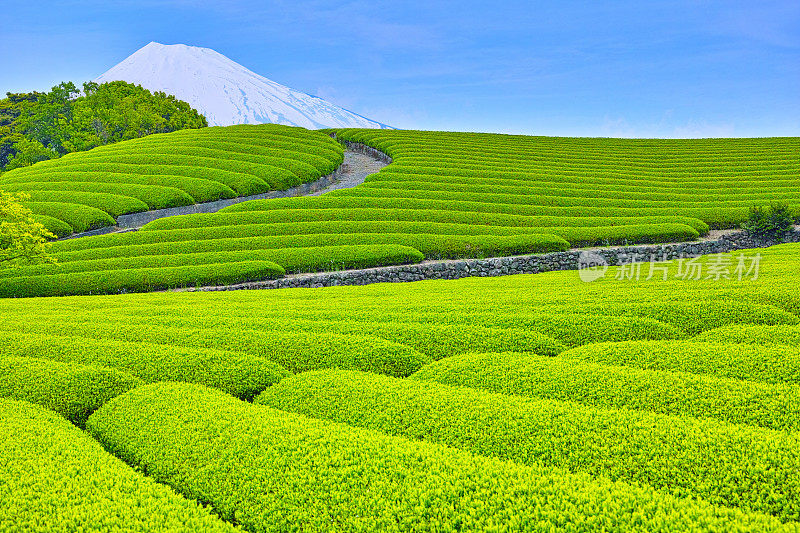 新鲜的绿茶种植园和富士山