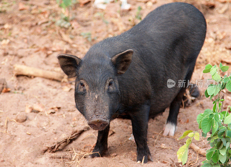 黑越南猪在院子里
