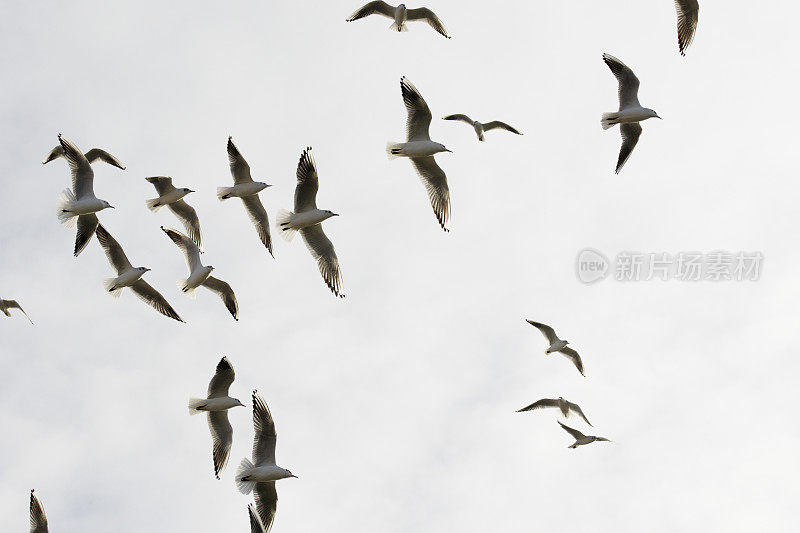 一群海鸥在头顶飞过