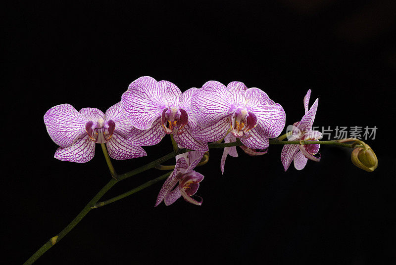 混合的兰花