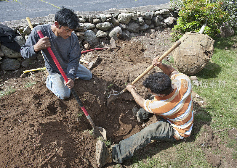 两名工人正在挖洞种植一棵树