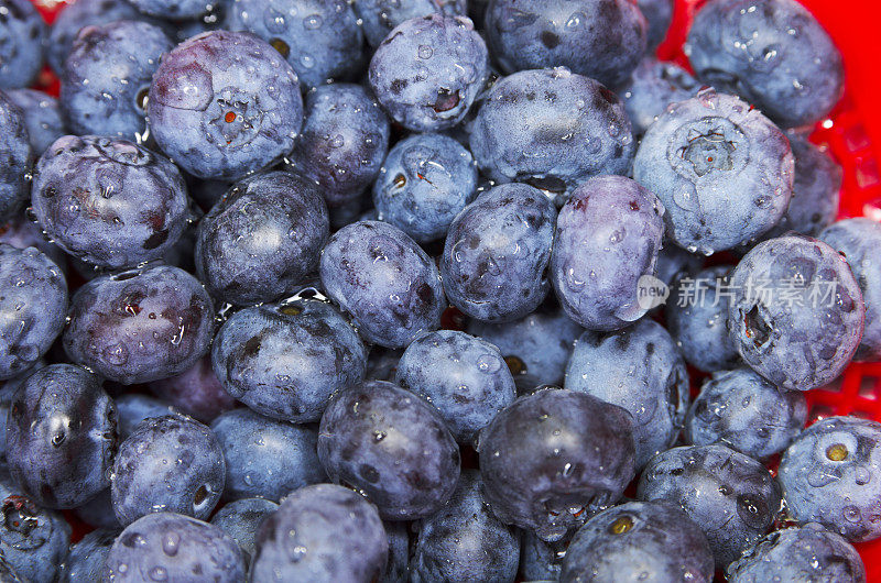 蓝莓在滤器