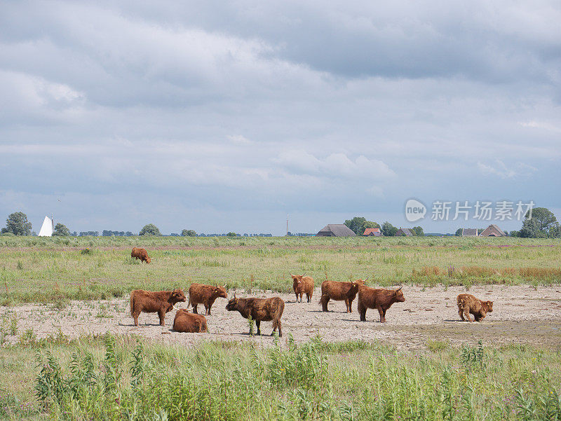 高地牛(苏格兰高地牛)(Tiengemeten，荷兰)