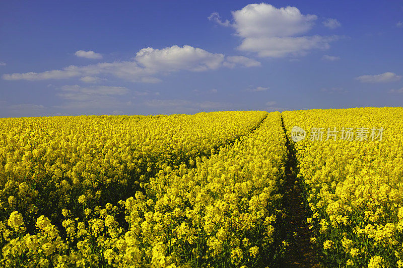 油菜籽生长在英国的风景中。