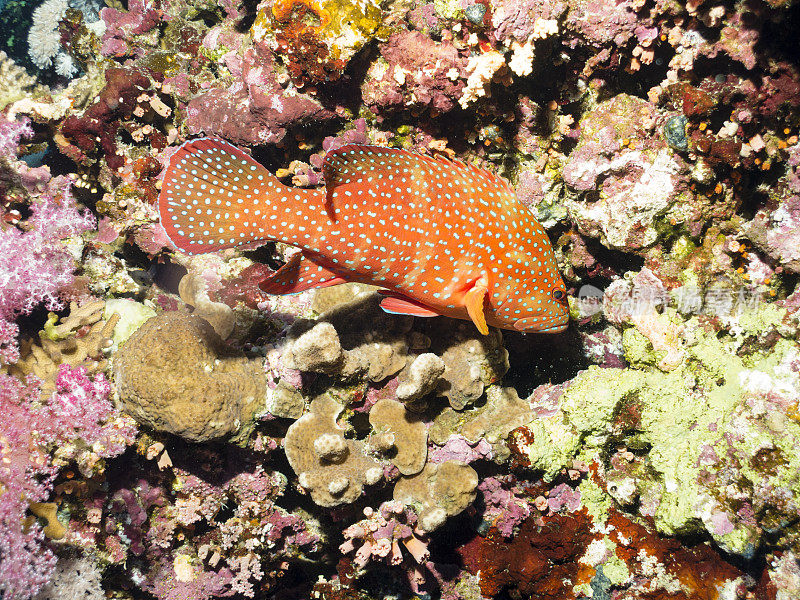 珊瑚石斑鱼或珊瑚母鹿，圣约翰，红海，埃及
