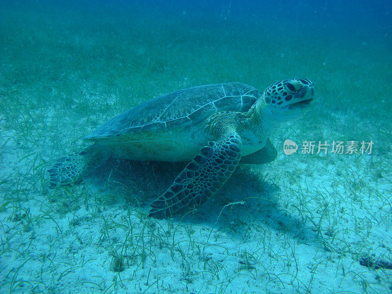 海草上的海龟