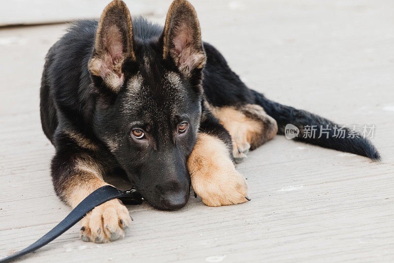 德国牧羊犬小狗躺着，一副绝望的表情