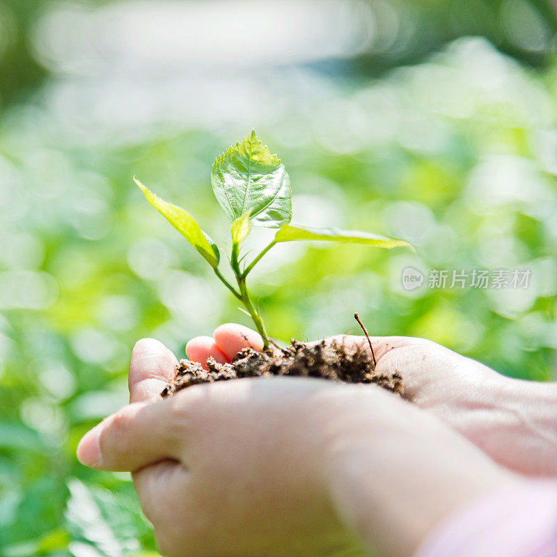 女人手里拿着一株小植物