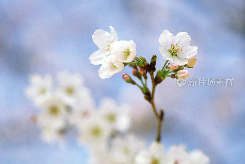 高调的樱花