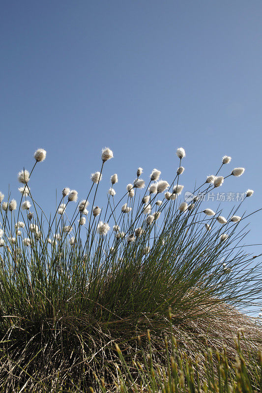 春天的棉草-绒草