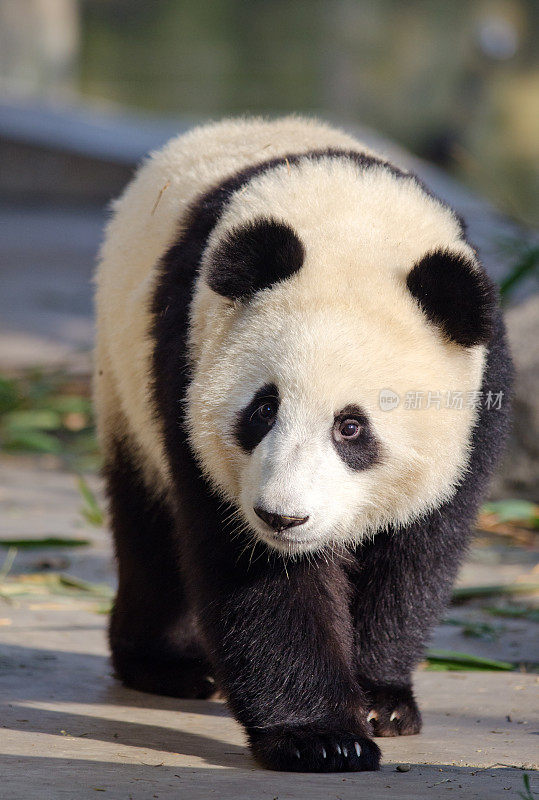 熊猫宝宝-中国世界自然基金会的姿势