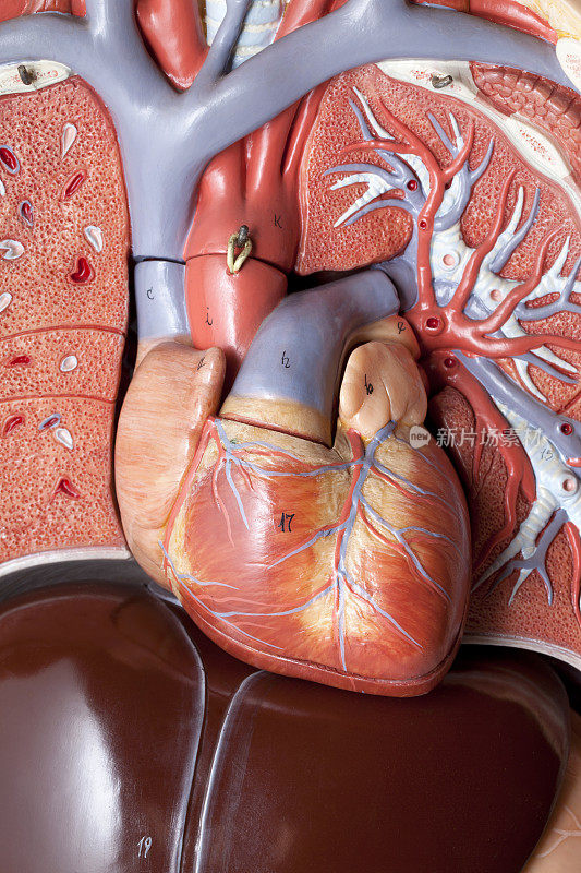 的心。人体解剖学的模型。