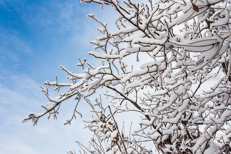 山上的树木覆盖着白霜和白雪