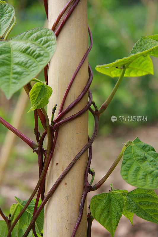 红花菜豆