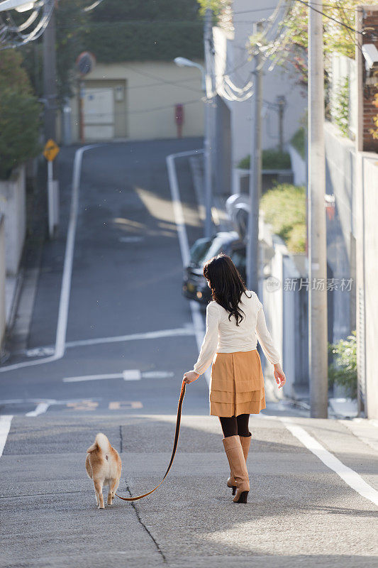 一名年轻的日本妇女在住宅街上遛柴犬