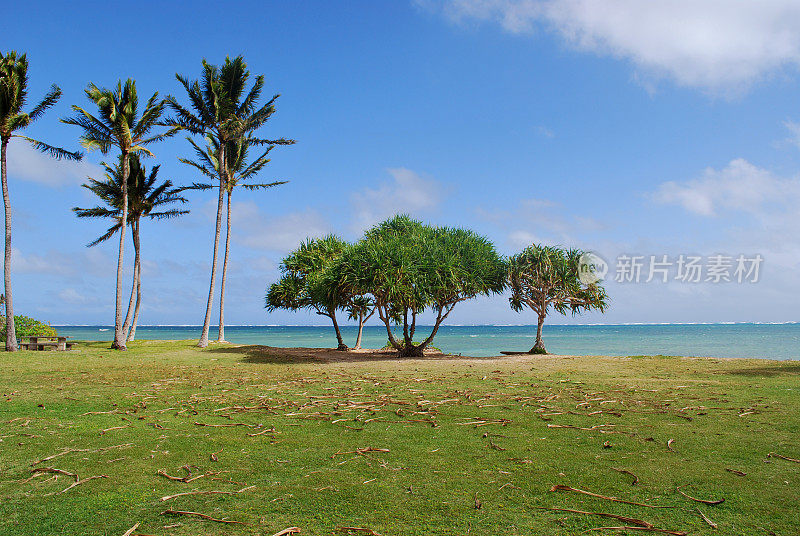 夏威夷瓦胡岛的库罗亚地区公园