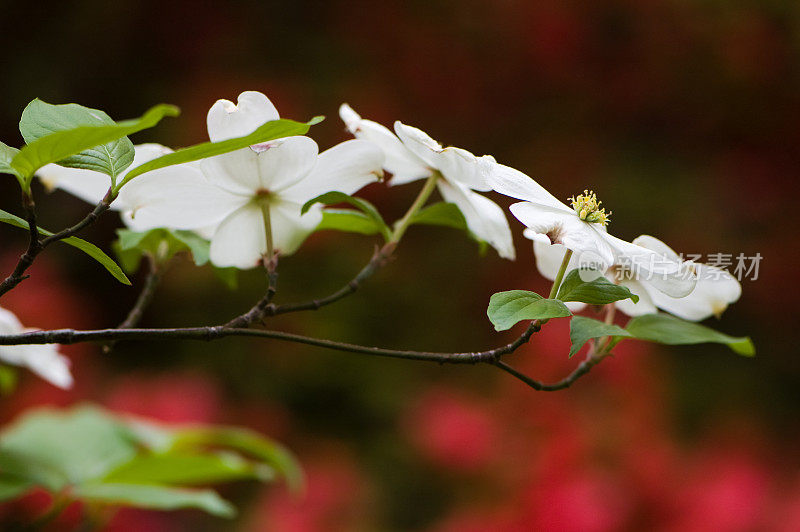 开花的山茱萸花