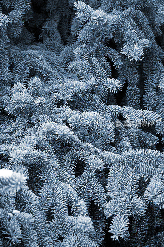 冬季冰冻植物全帧拍摄